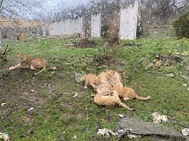 Impressionen aus dem Th&uuml;ringer Zoopark Erfurt und der &Uuml;bergabe der Patenschaftsurkurden.