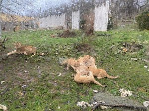 Impressionen aus dem Thüringer Zoopark Erfurt und der Übergabe der Patenschaftsurkurden.