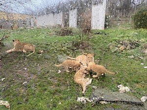 Impressionen aus dem Thüringer Zoopark Erfurt und der Übergabe der Patenschaftsurkurden.