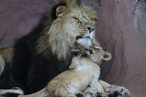 Impressionen aus dem Thüringer Zoopark Erfurt und der Übergabe der Patenschaftsurkurden.