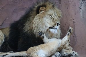 Impressionen aus dem Thüringer Zoopark Erfurt und der Übergabe der Patenschaftsurkurden.