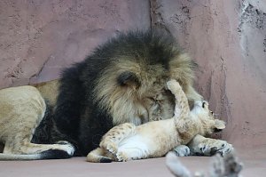 Impressionen aus dem Thüringer Zoopark Erfurt und der Übergabe der Patenschaftsurkurden.