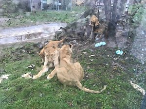 Impressionen aus dem Thüringer Zoopark Erfurt und der Übergabe der Patenschaftsurkurden.