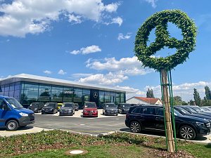 Mercedes-Benz Autohaus Peter in Wittenberg mit gro&szlig;er Glasfassade, davor verschiedene Mercedes-Fahrzeuge. Im Vordergrund ein Baum, kunstvoll in Form des Mercedes-Sterns gestutzt, blauer Himmel mit wei&szlig;en Wolken.